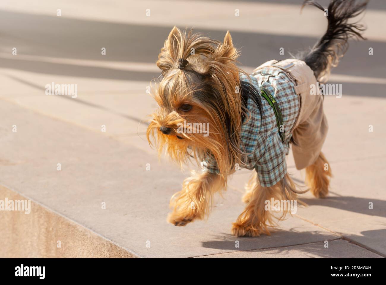 Un simpatico cagnolino cammina in un parco cittadino. Foto Stock
