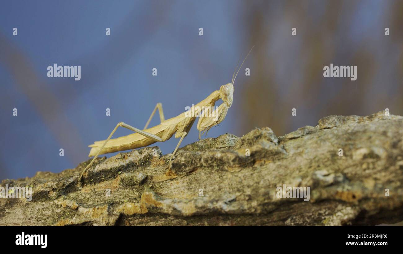 Il mantide di preghiera femminile siede sul ramo dell'albero mascherando contro il relativo sfondo e gira la relativa testa che guarda intorno. Mantis di preghiera di Crimea (Ameles He Foto Stock