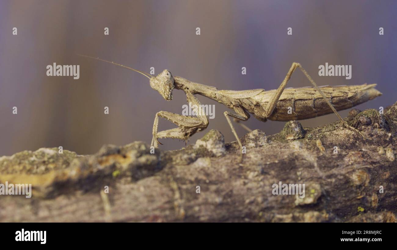 Il mantide di preghiera femminile siede sul ramo dell'albero mascherando contro il relativo sfondo e gira la relativa testa che guarda intorno. Mantis di preghiera di Crimea (Ameles He Foto Stock
