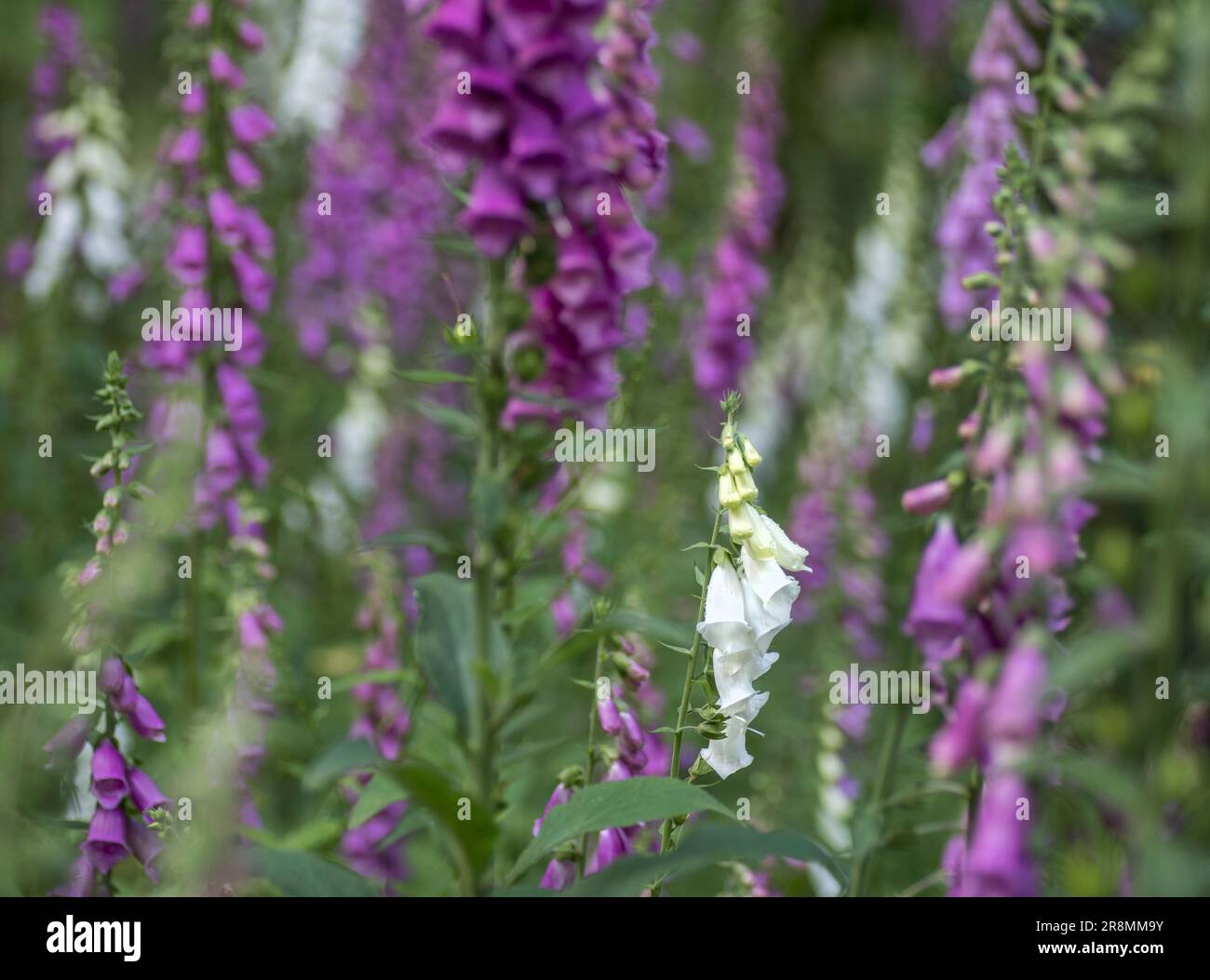 Un singolo foxglove bianco che cresce tra quelli rosa in un ambiente selvaggio Foto Stock