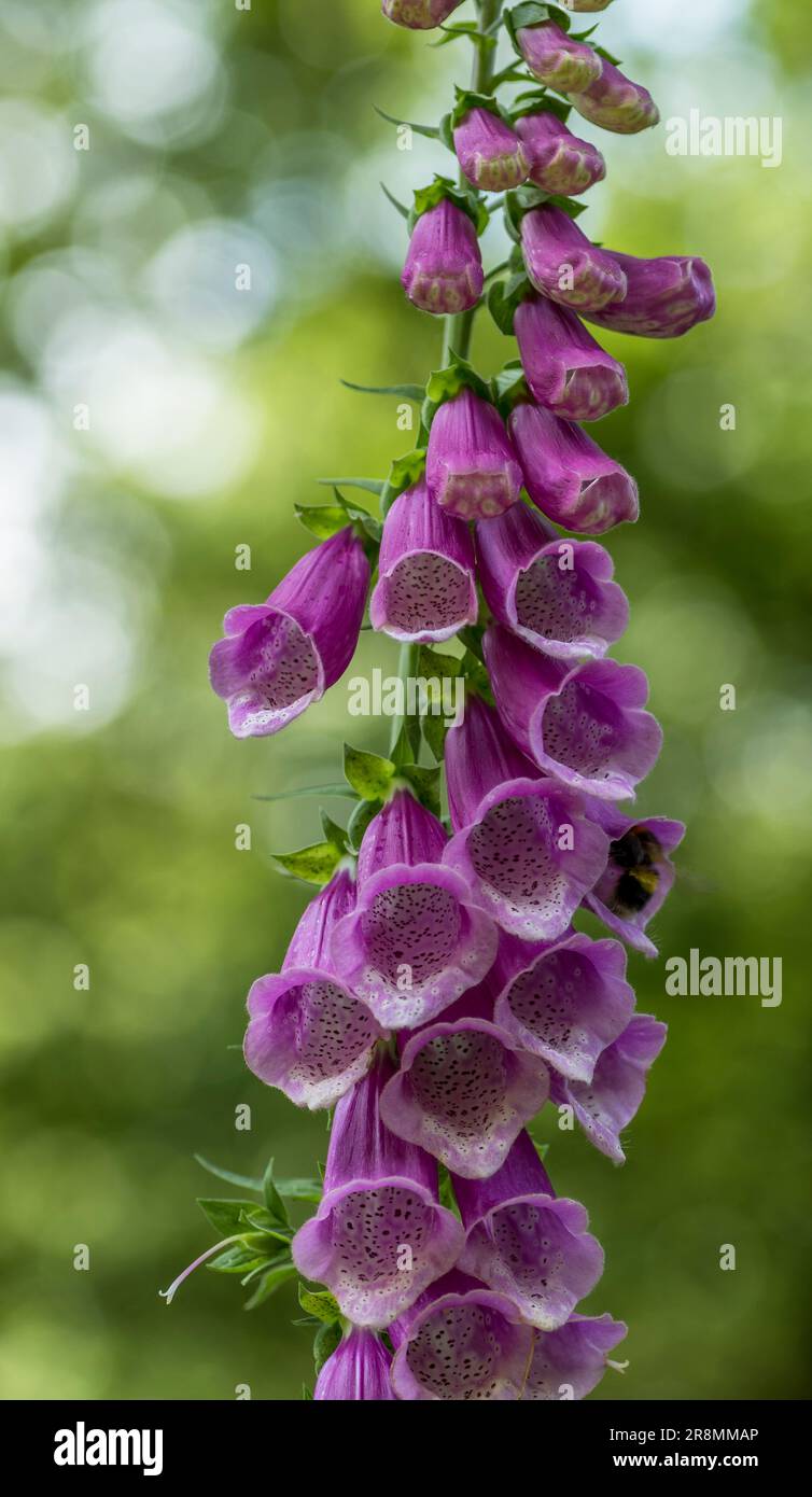 Un singolo foxglove rosa in un ambiente selvaggio Foto Stock