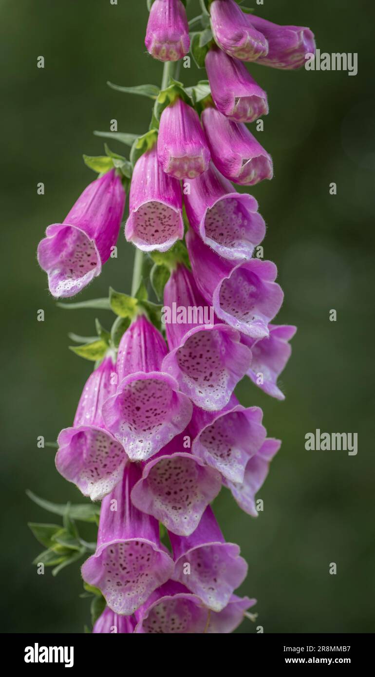 Un singolo foxglove rosa in un ambiente selvaggio Foto Stock