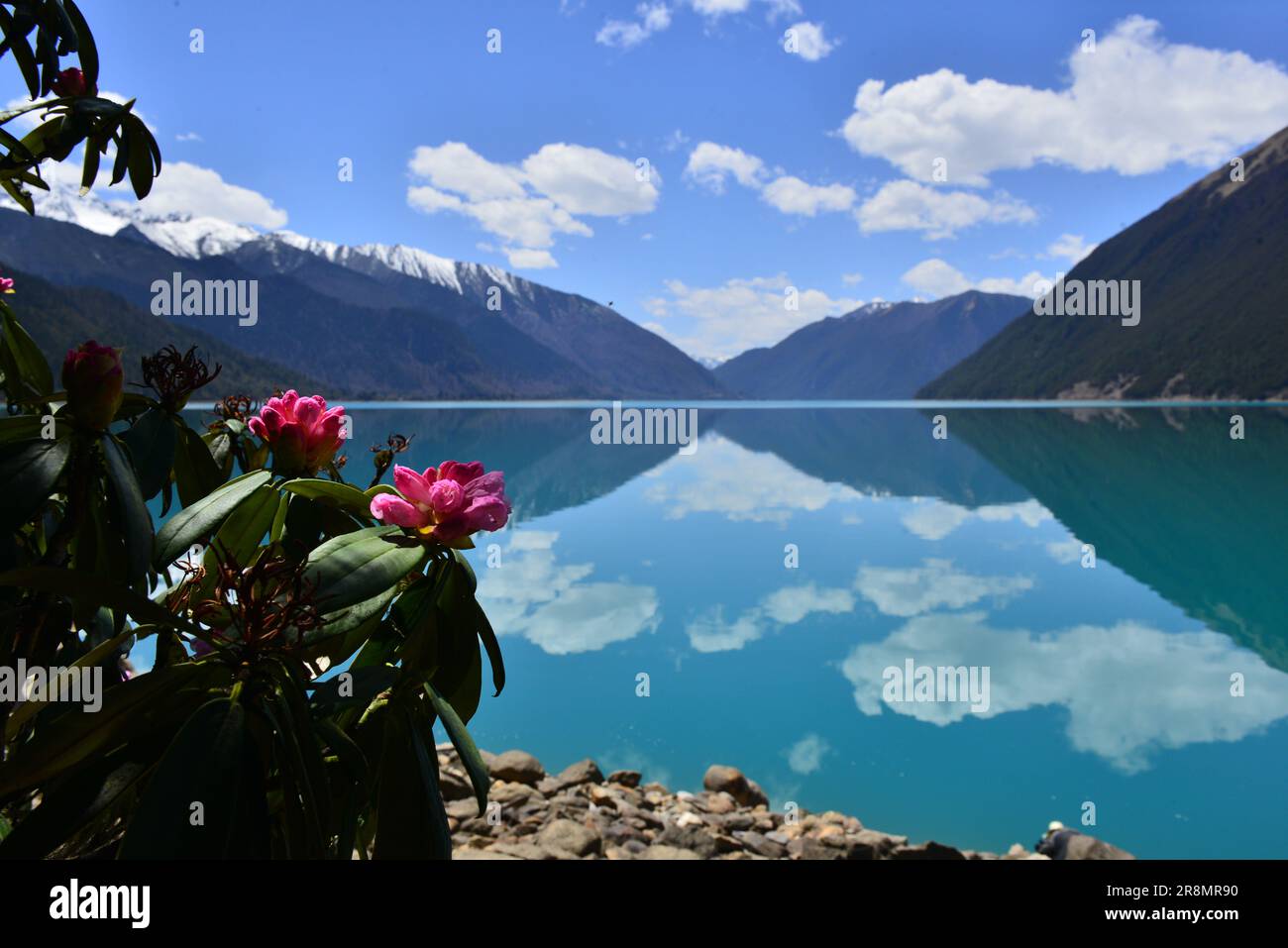 Un lago alpino incontaminato che riflette montagne innevate e un cielo blu, con vivaci fiori rosa in primo piano. Foto Stock