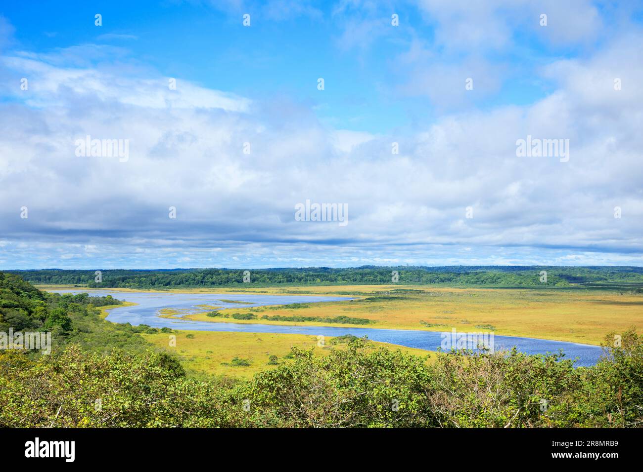 Foglie autunnali di erba nella zona umida di Kiritappu Foto Stock