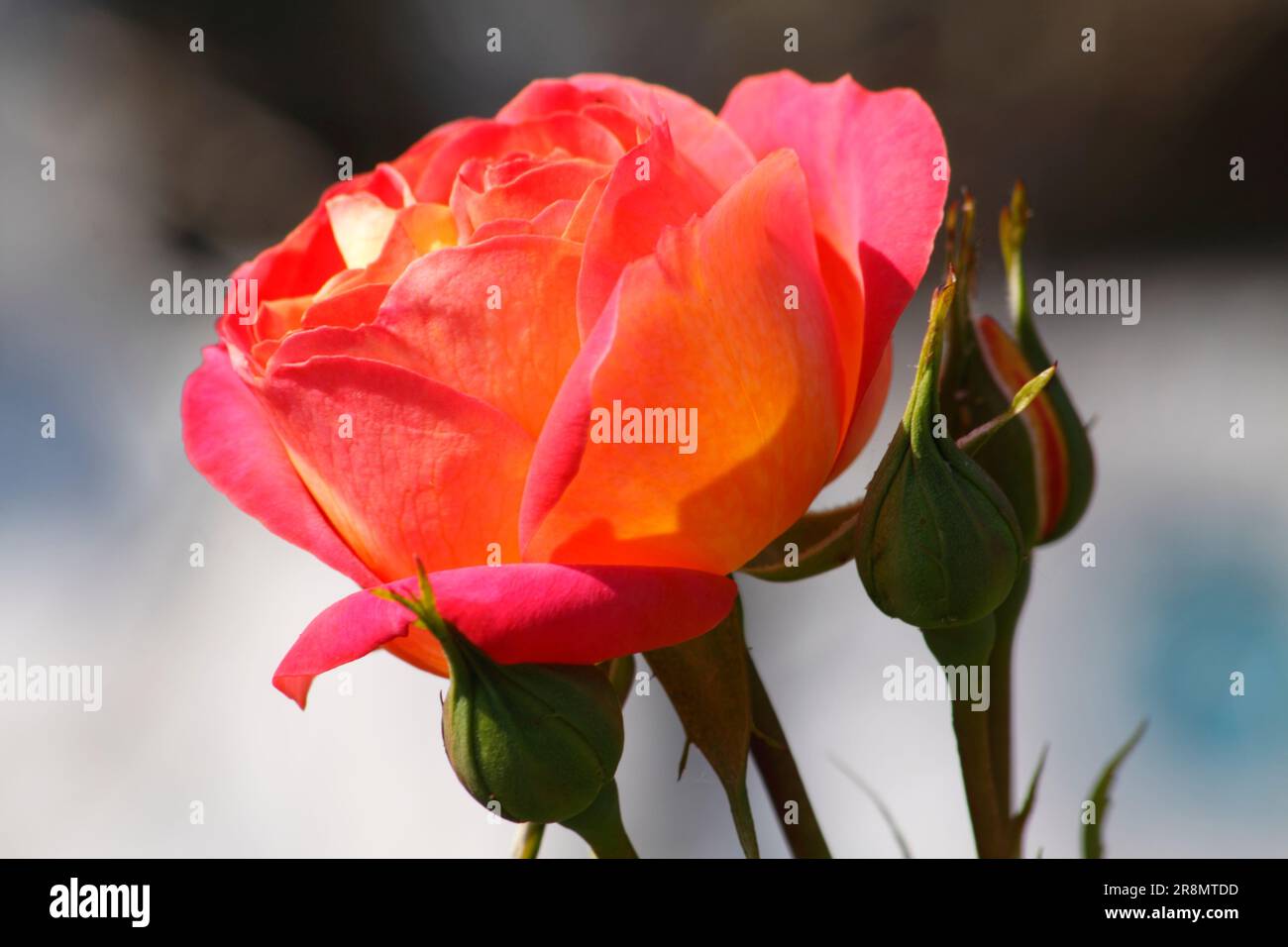 Red Roses (Rosa) in an English Garden Hook Norton Oxfordshire Inghilterra regno unito. Foto Stock