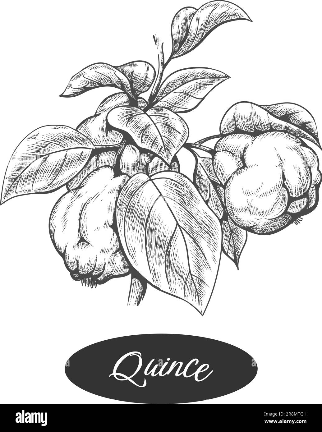 Incisione retro quince Illustrazione Vettoriale