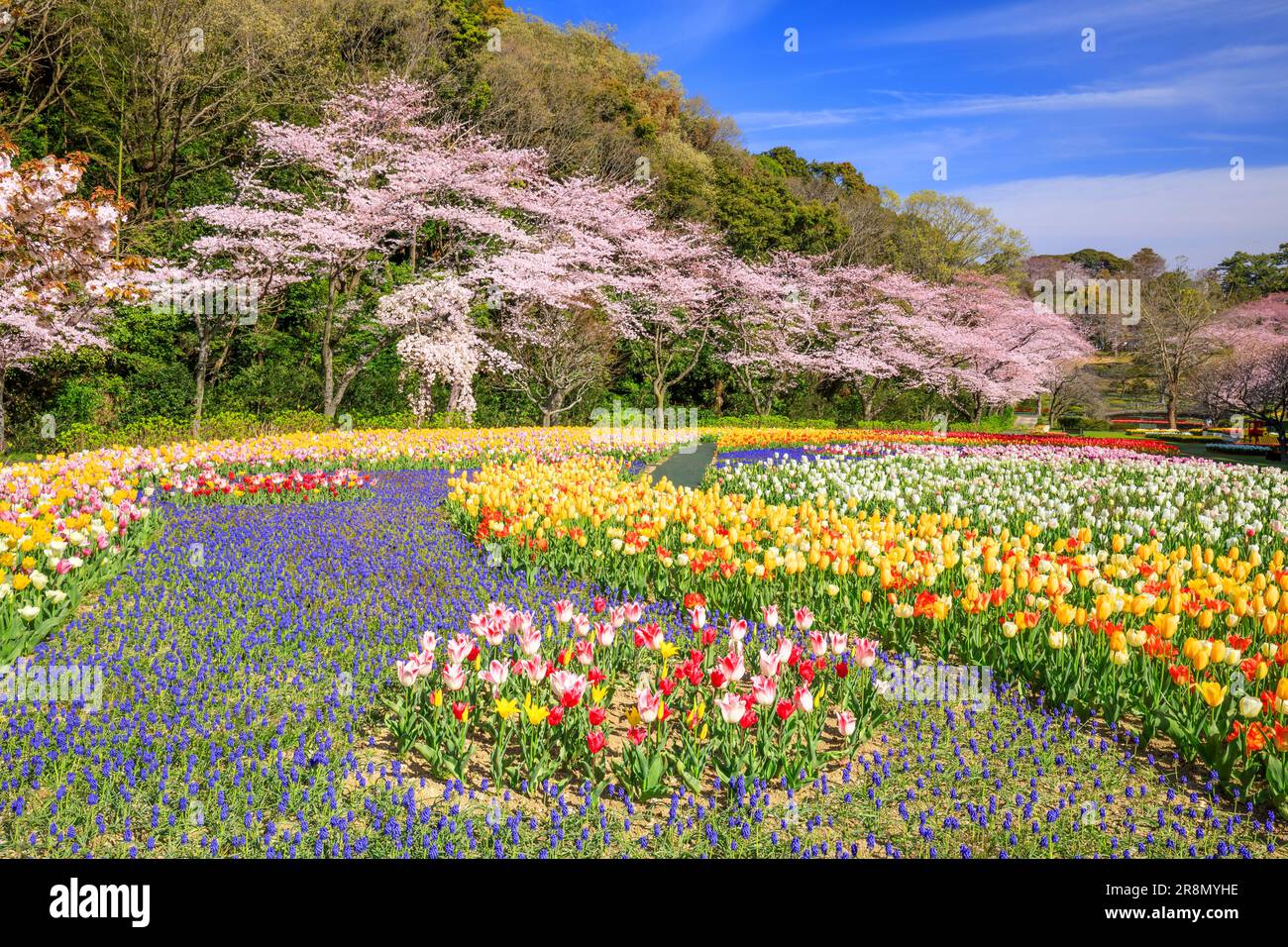 Hamamatsu Flower Park Foto Stock