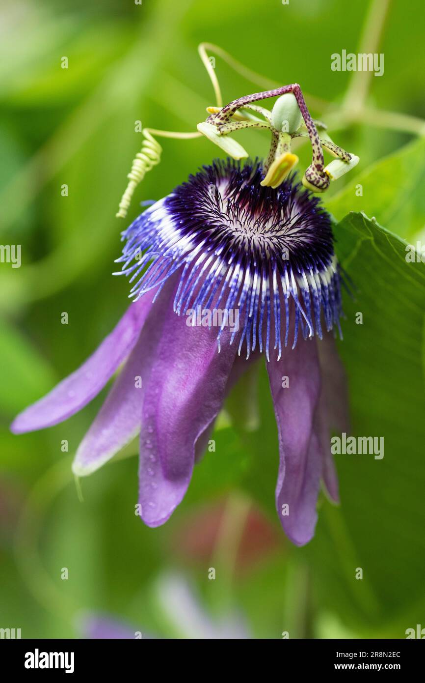 Fiore della passione (Passiflora), Royal Botanic Gardens (Kew Gardens), sito patrimonio dell'umanità dell'UNESCO, Kew, Greater London, Inghilterra, Regno Unito Foto Stock