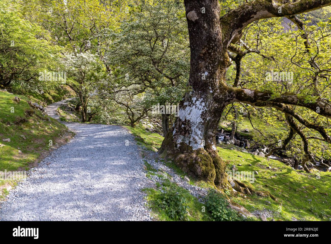 Cammina fino alla cascata presso la Coedydd Aber National Nature Reserve, Abergwyngregyn, Llanfairfechan, Gran Bretagna, verde, estate, alberi Foto Stock