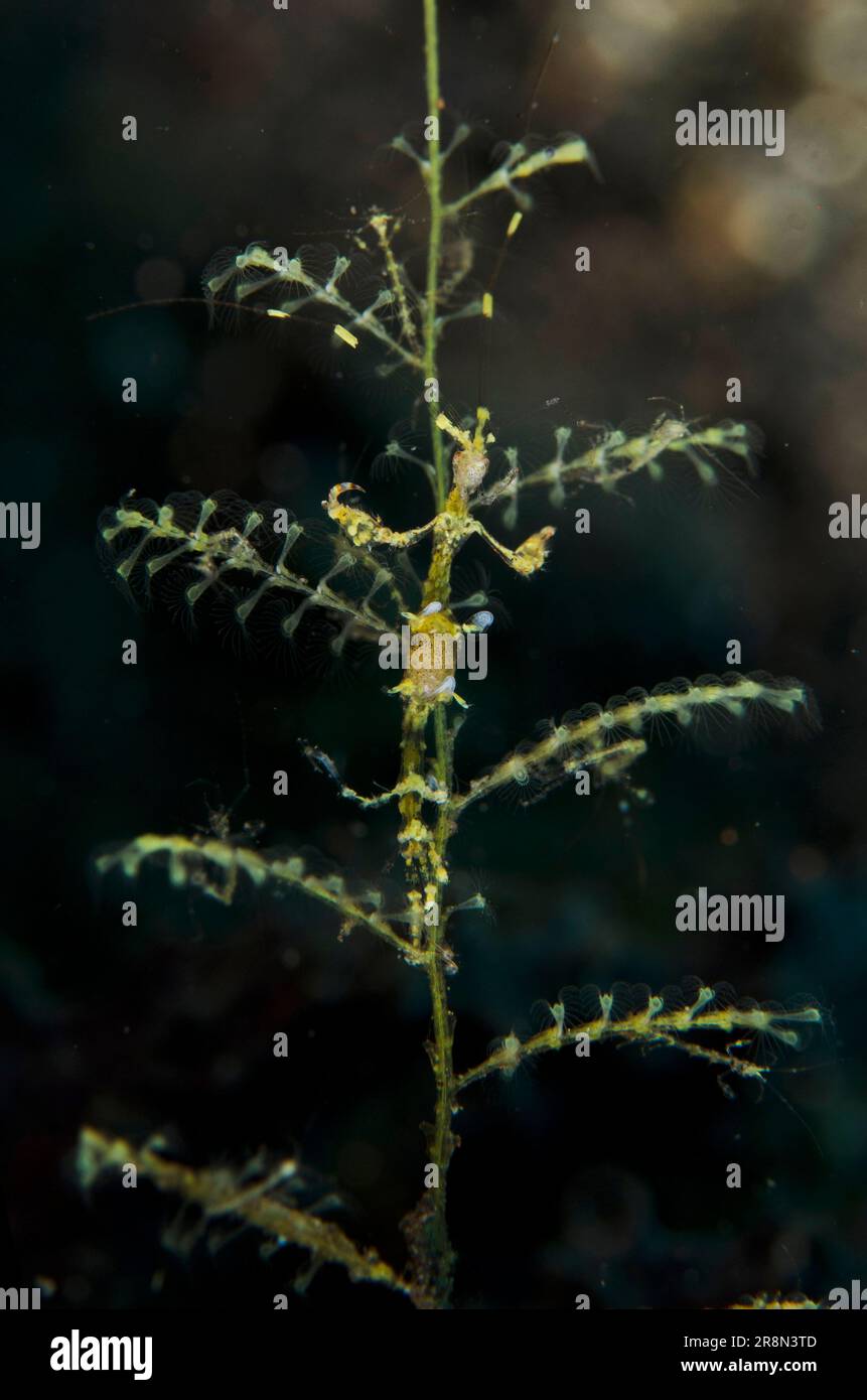 Gambero Golden Skeleton, Metaprotella cf sandalensis, On Hydroid, Hydrozoa Class, Wreck Slope Diving Site, Tulamben, Karangasem, Bali, Indonesia, Indiano Foto Stock