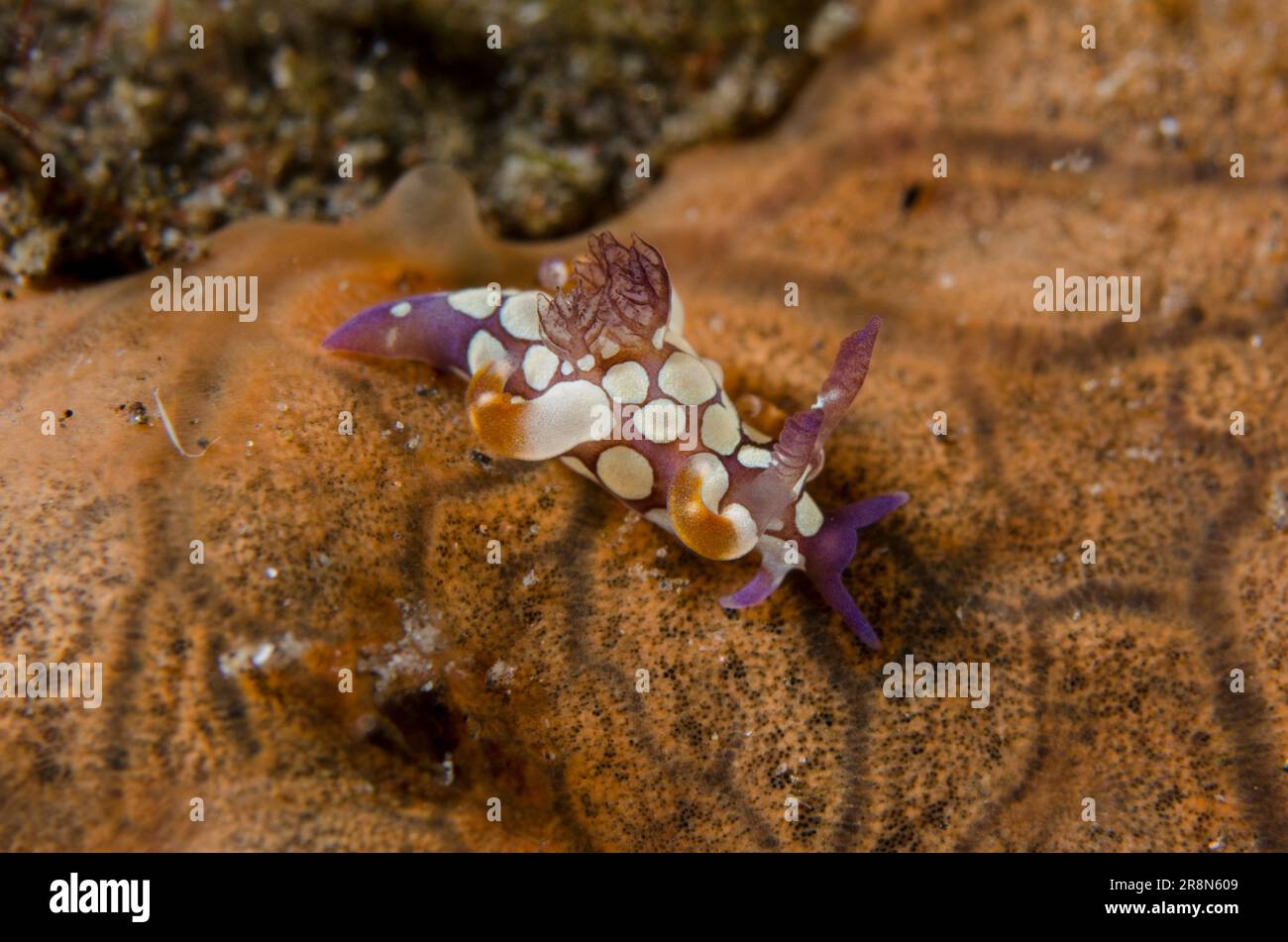 Trapania Nudibranch, Trapania scurra, On Sponge, Clathria sp, Coral Gardens dive site, Tulamben, Karangasem, Bali, Indonesia, Oceano Indiano Foto Stock