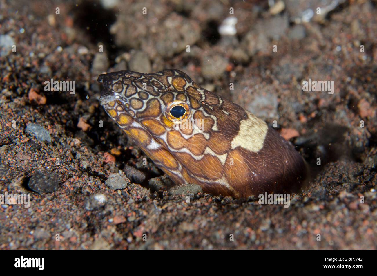 Anguilla di serpente Napoleone, Ophichthus bonaparti, immersione notturna, sito di immersione Seraya Secrets, Seraya, Karangasem, Bali, Indonesia, Oceano Indiano Foto Stock