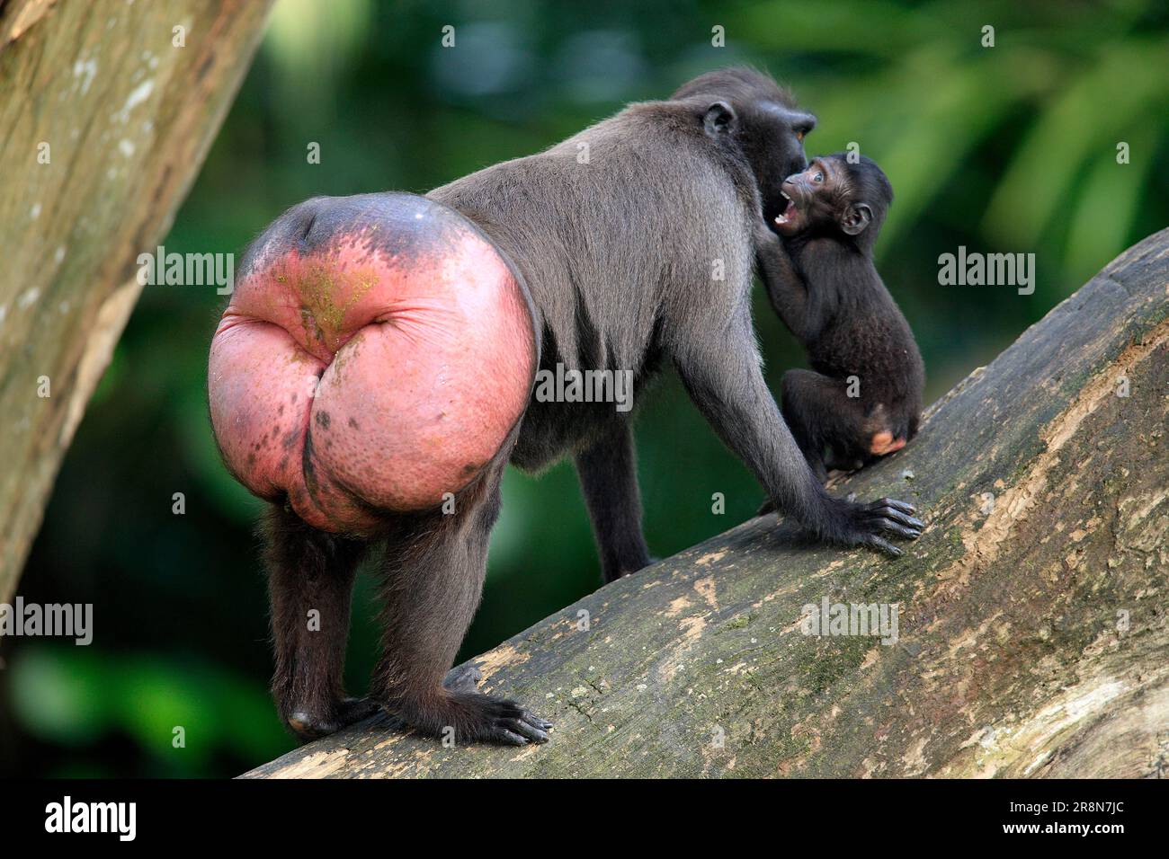Sulawesi Crested Macaque Nero (Macaca nigra), femmina con giovane Foto Stock