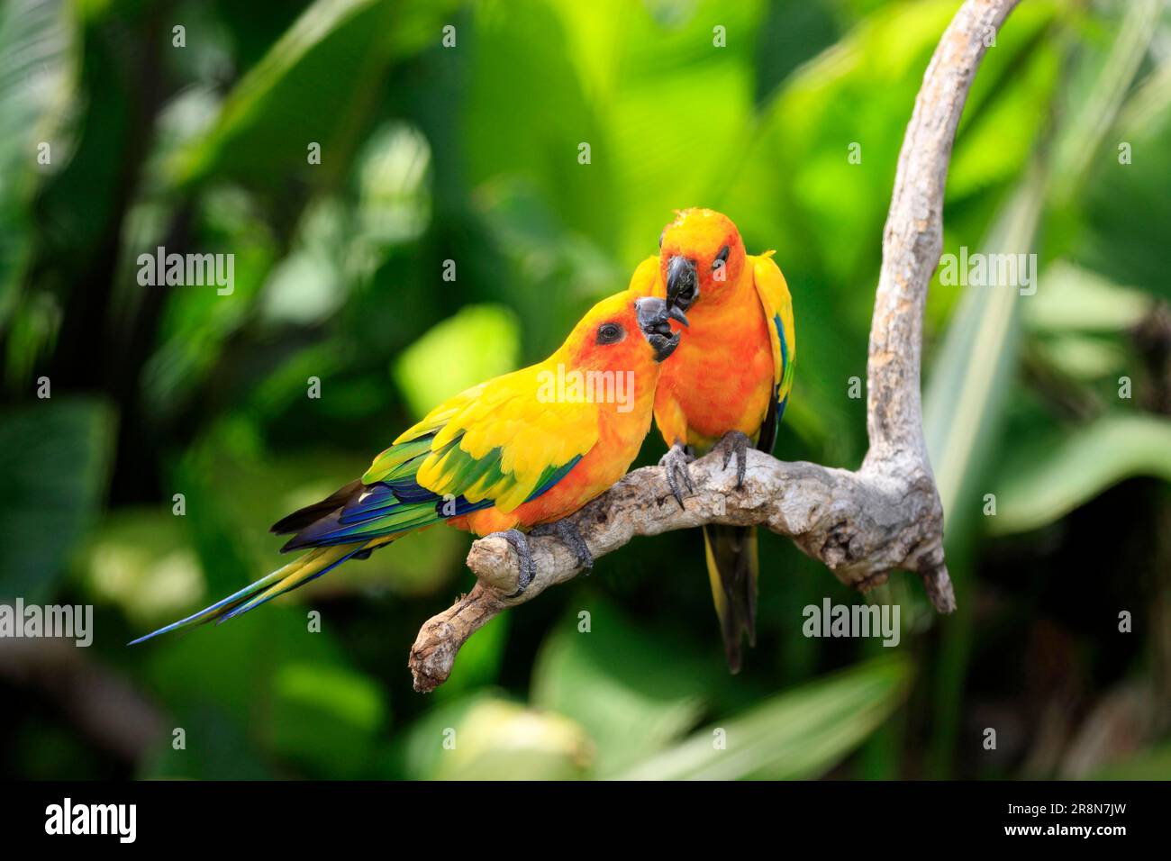 Sun conures (Aratinga solstitialis), coppia Foto Stock