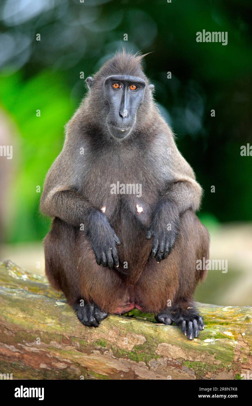 Sulawesi Crested Macaque Nero (Macaca nigra), femmina Foto Stock