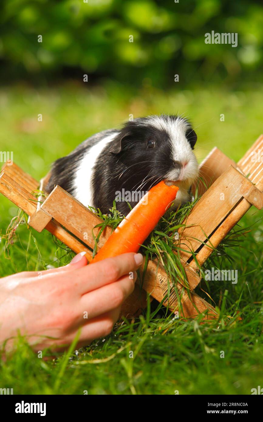 Guinea maiale Pig ottiene carota, carota Foto Stock