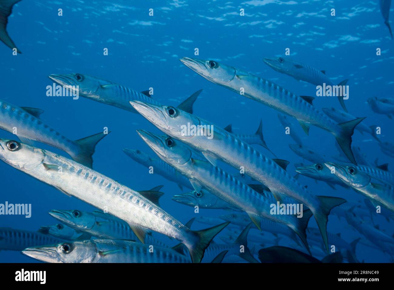 Blackfin barracuda (Sphyraena qenie), Blue Corner, Palau, Micronesia Foto Stock