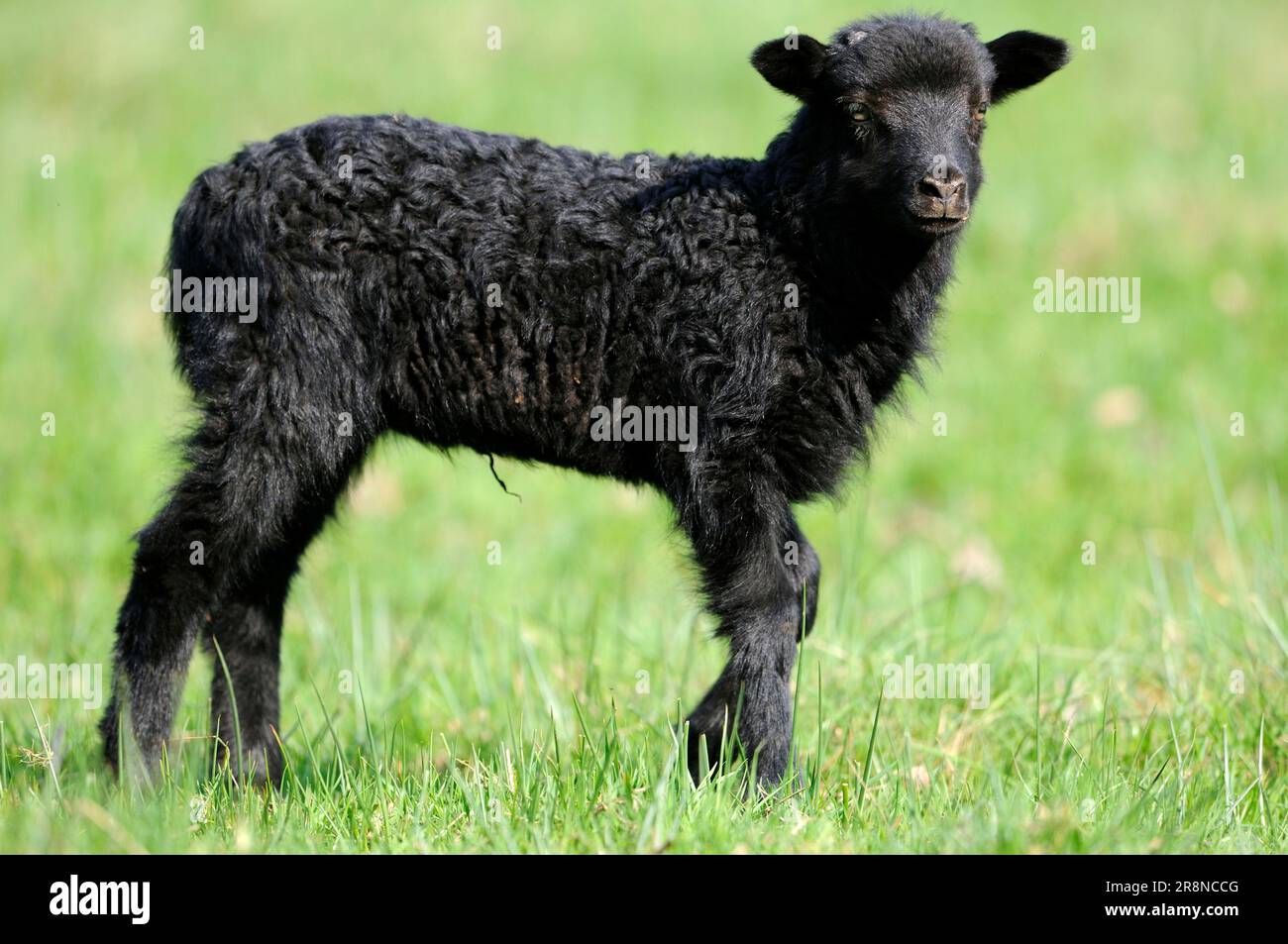 Capra corna grigia, agnello, pecora domestica, pecora, lateralmente Foto Stock