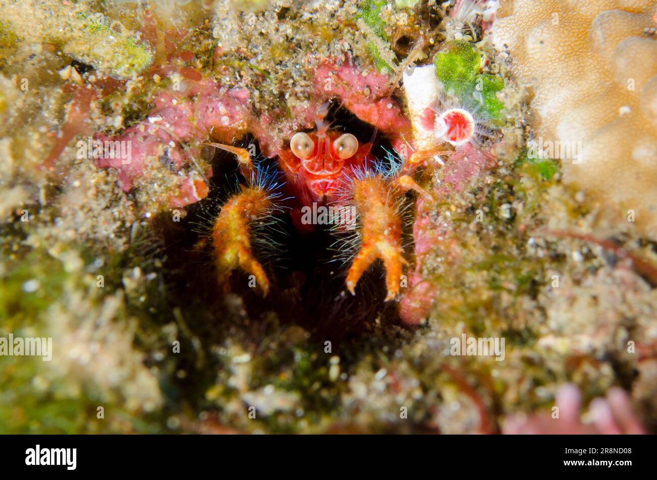 Olivar's Squat Lobster, Munida olivarae, in buca, sito di immersione delle piramidi, Amed, Karangasem Regency, Bali, Indonesia, Oceano Indiano Foto Stock