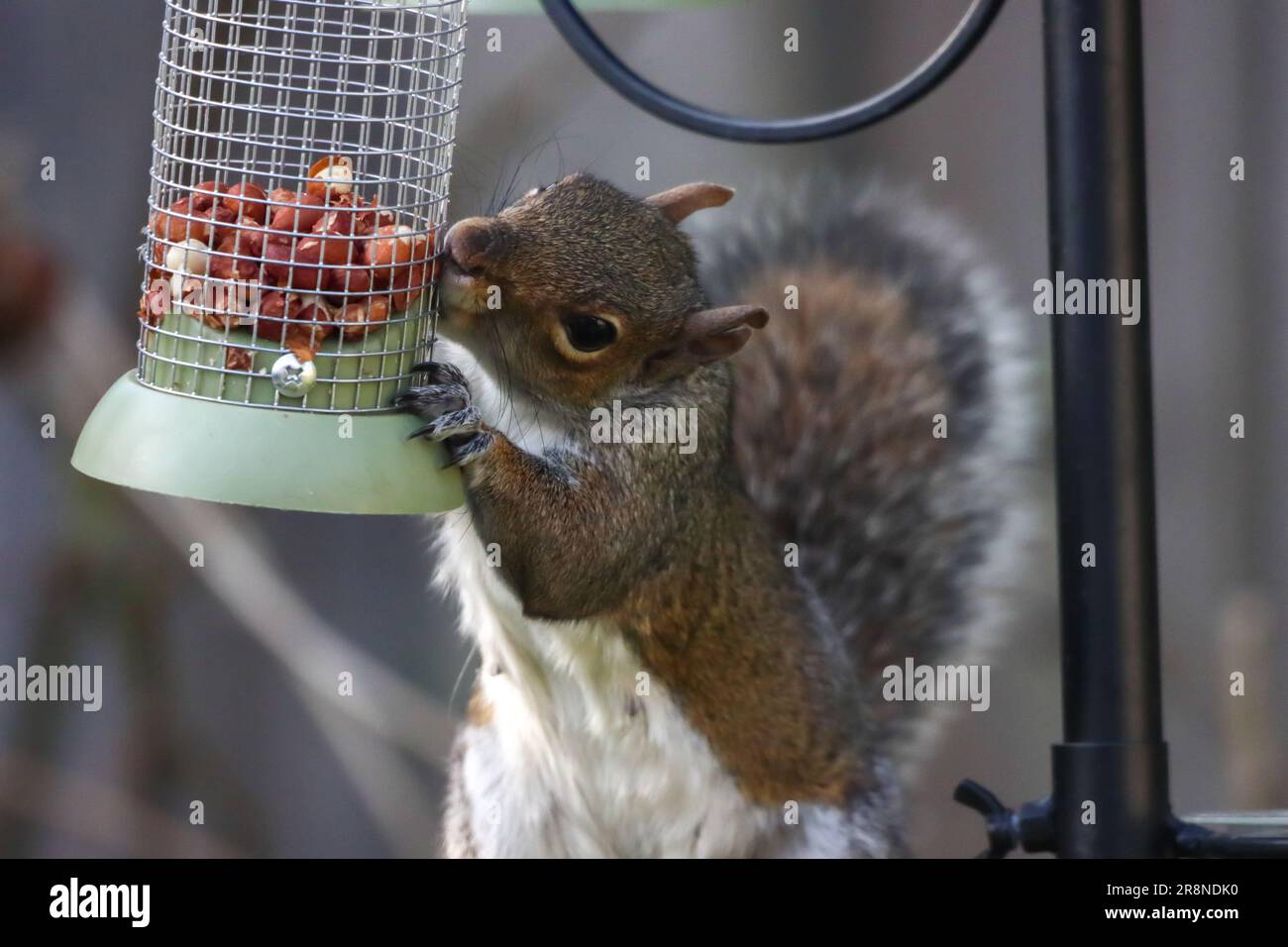 Uno scoiattolo grigio che prende noci e semi da un uccello feederr Foto Stock