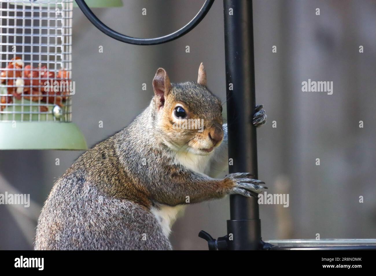 Uno scoiattolo grigio che prende noci e semi da un uccello feederr Foto Stock