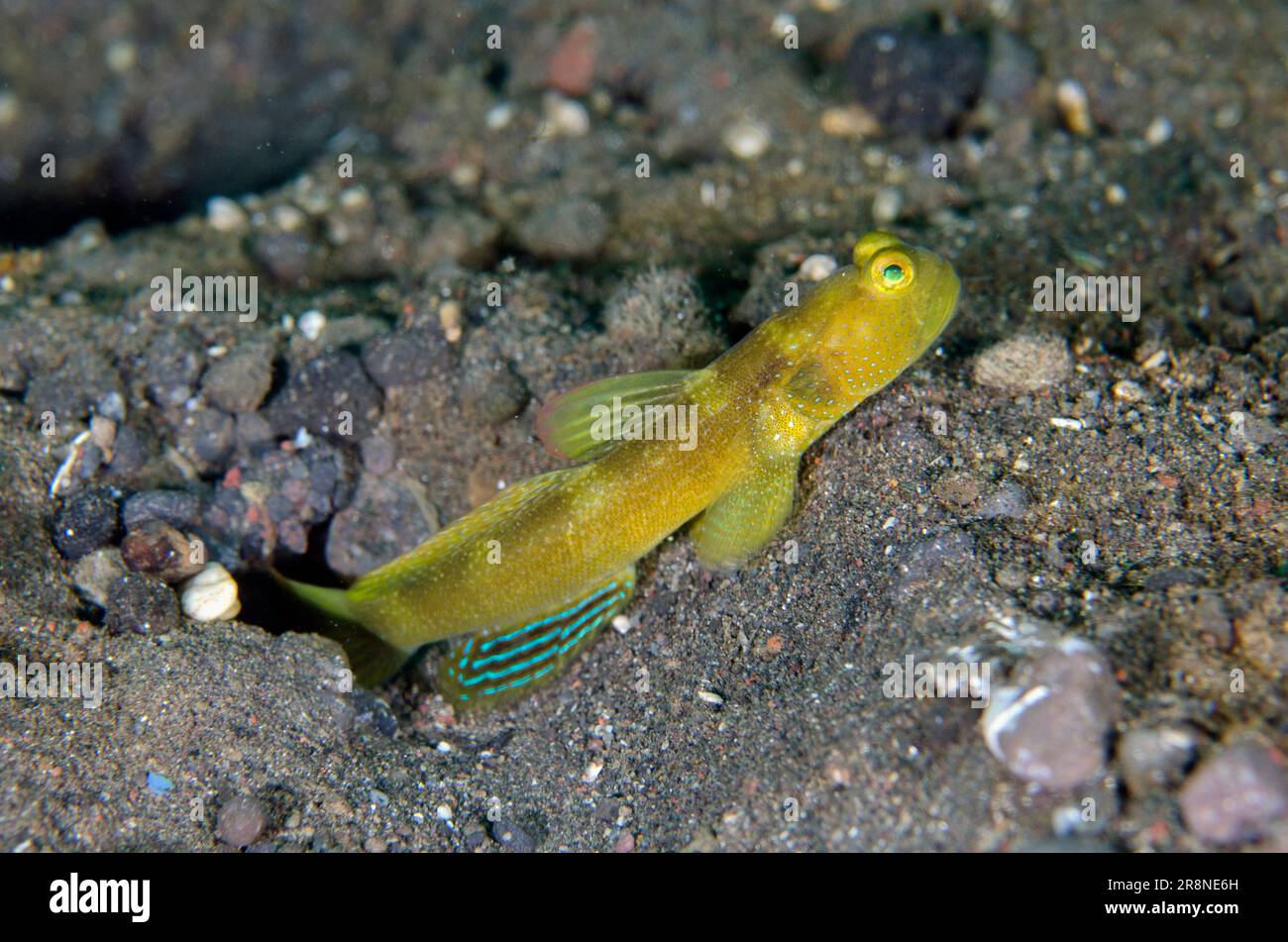 Variable Shrimpgoby, Cryptocentrus fasciatus, i Love Amed dive site, Amed, Karangasem Regency, Bali, Indonesia, Oceano Indiano Foto Stock