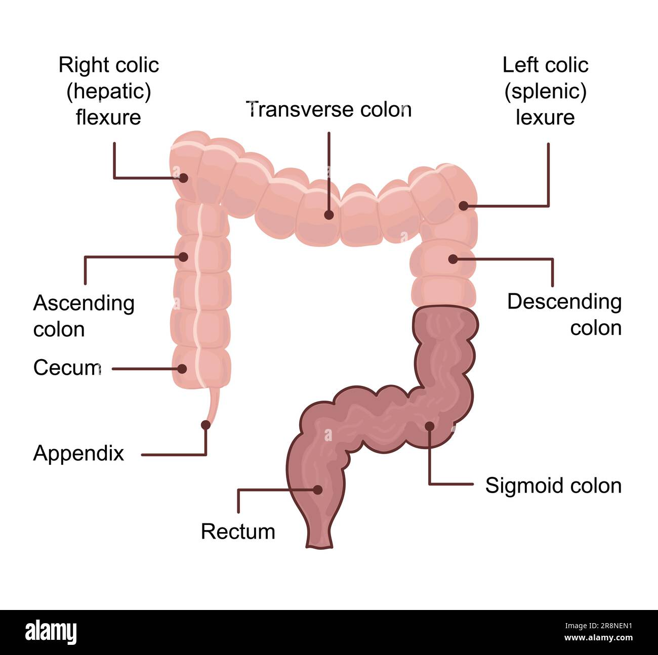 Anatomia del colon dell'intestino crasso. Diagramma medico con termine. Illustrazione vettoriale dell'anatomia umana. Illustrazione Vettoriale