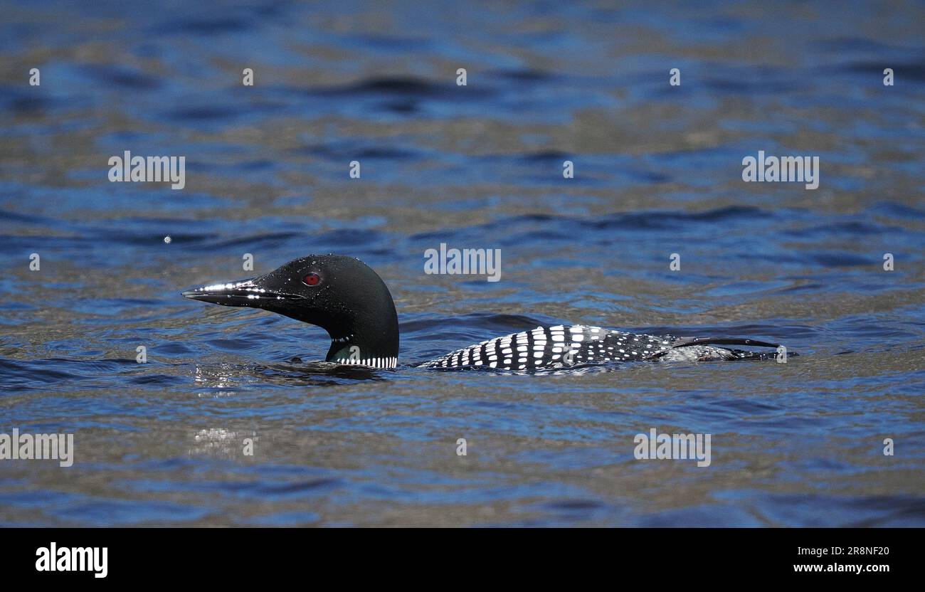 Questo grande tuffatore del nord in pieno piumaggio riproduttivo su un lago nel Sutherland a giugno! Foto Stock