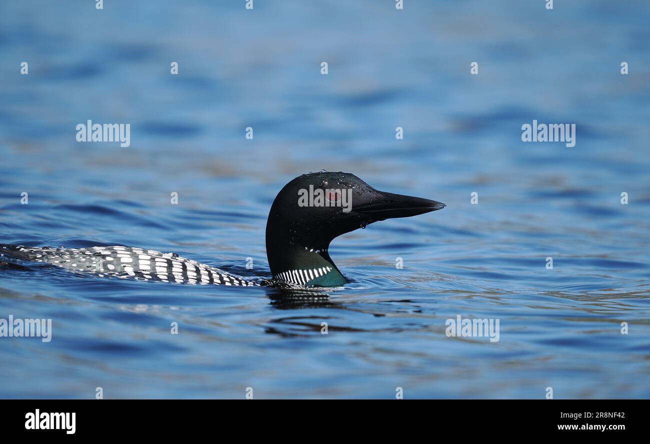 Questo grande tuffatore del nord in pieno piumaggio riproduttivo su un lago nel Sutherland a giugno! Foto Stock
