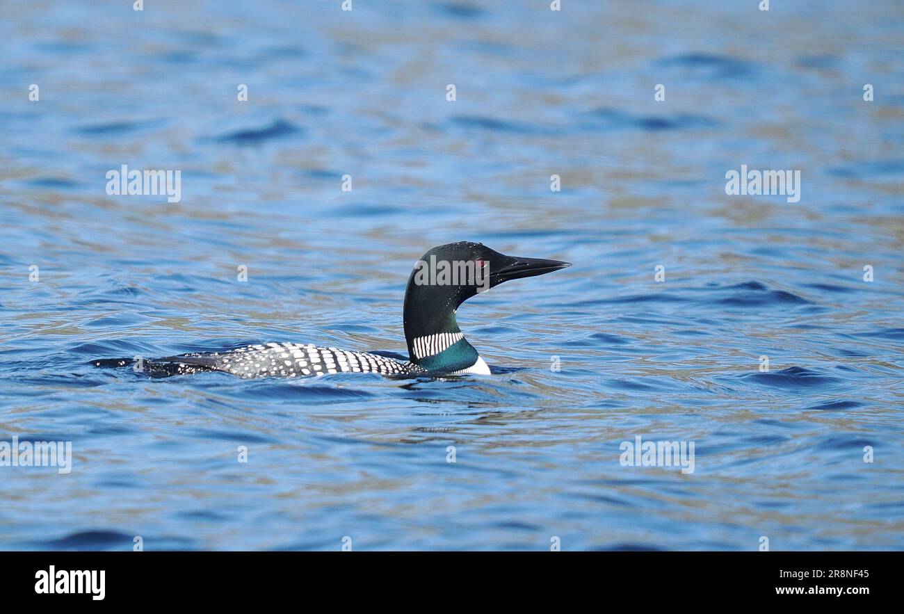 Questo grande tuffatore del nord in pieno piumaggio riproduttivo su un lago nel Sutherland a giugno! Foto Stock