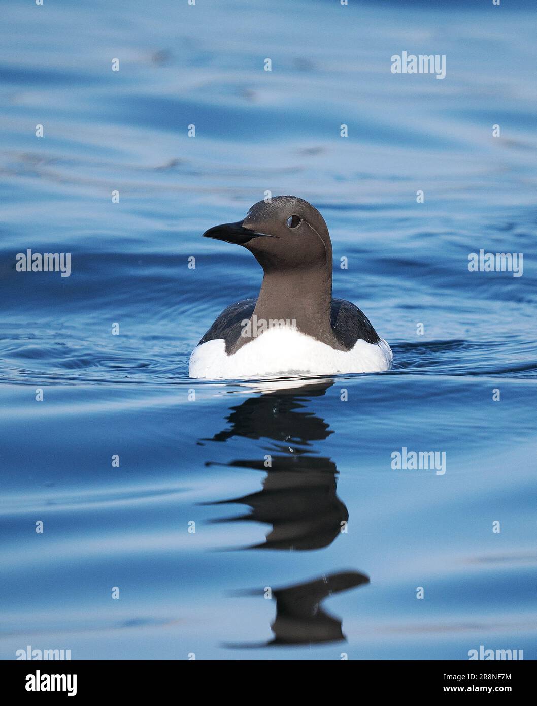 Sulle scogliere dell'isola di Handa si riproducono le chele, dando da mangiare ai pesci nelle acque circostanti. Foto Stock