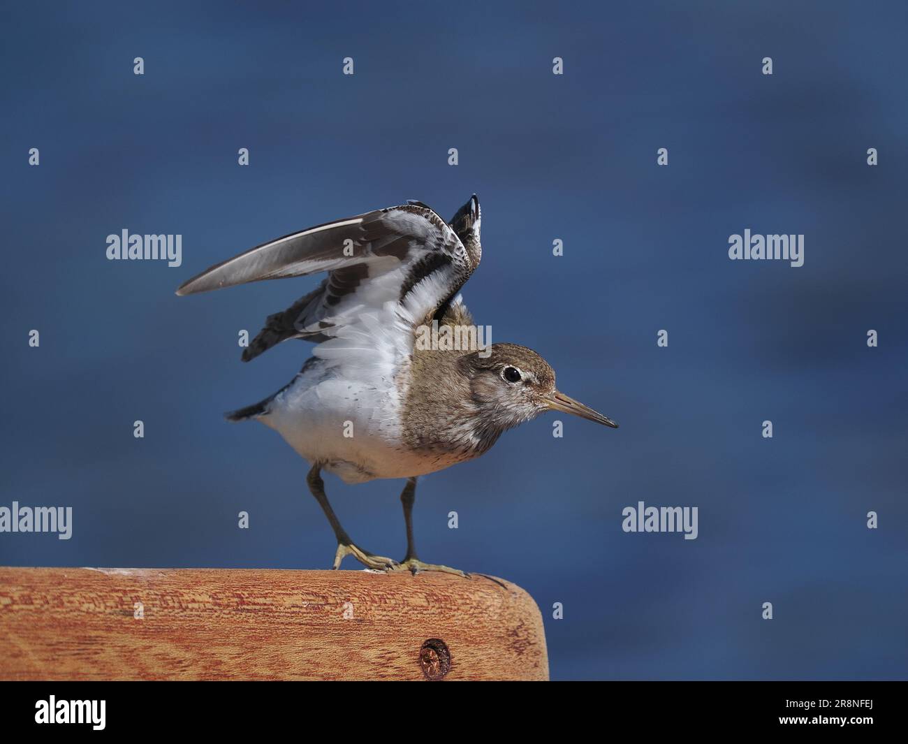 I sandpiper comuni sono un po' nervosi, ma usando un'auto come nascondiglio mobile si possono ottenere incontri ravvicinati. Foto Stock