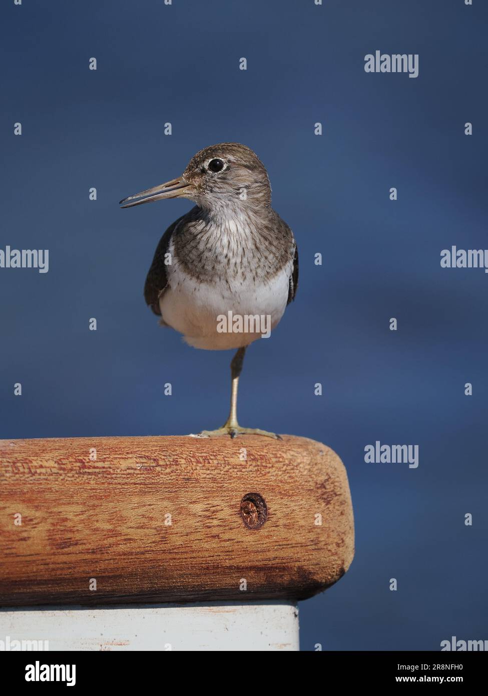 I sandpiper comuni sono un po' nervosi, ma usando un'auto come nascondiglio mobile si possono ottenere incontri ravvicinati. Foto Stock