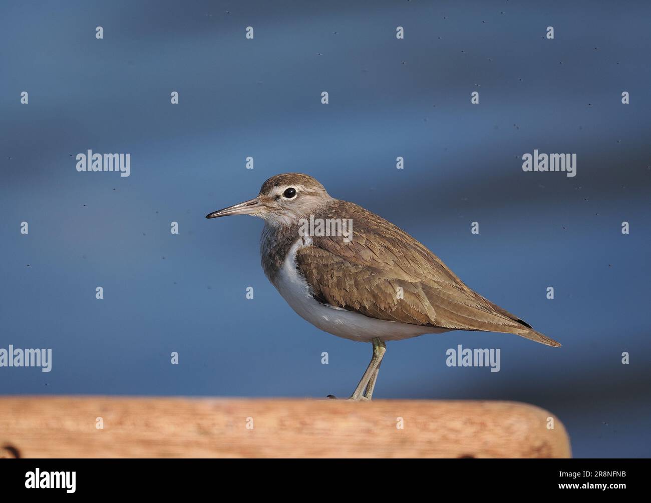 I sandpiper comuni sono un po' nervosi, ma usando un'auto come nascondiglio mobile si possono ottenere incontri ravvicinati. Foto Stock