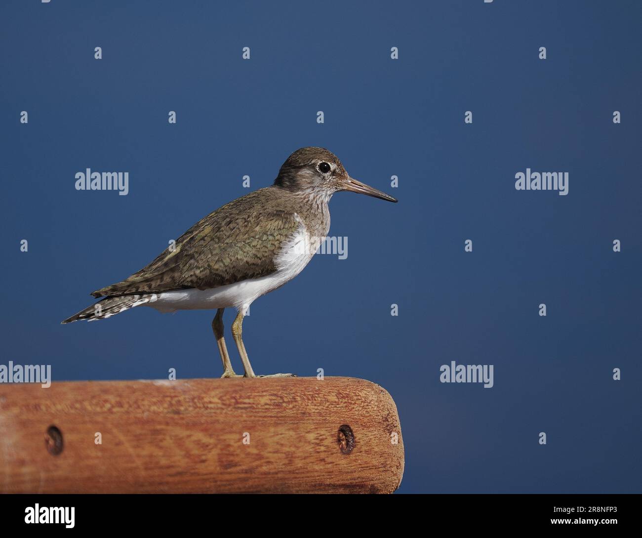 I sandpiper comuni sono un po' nervosi, ma usando un'auto come nascondiglio mobile si possono ottenere incontri ravvicinati. Foto Stock