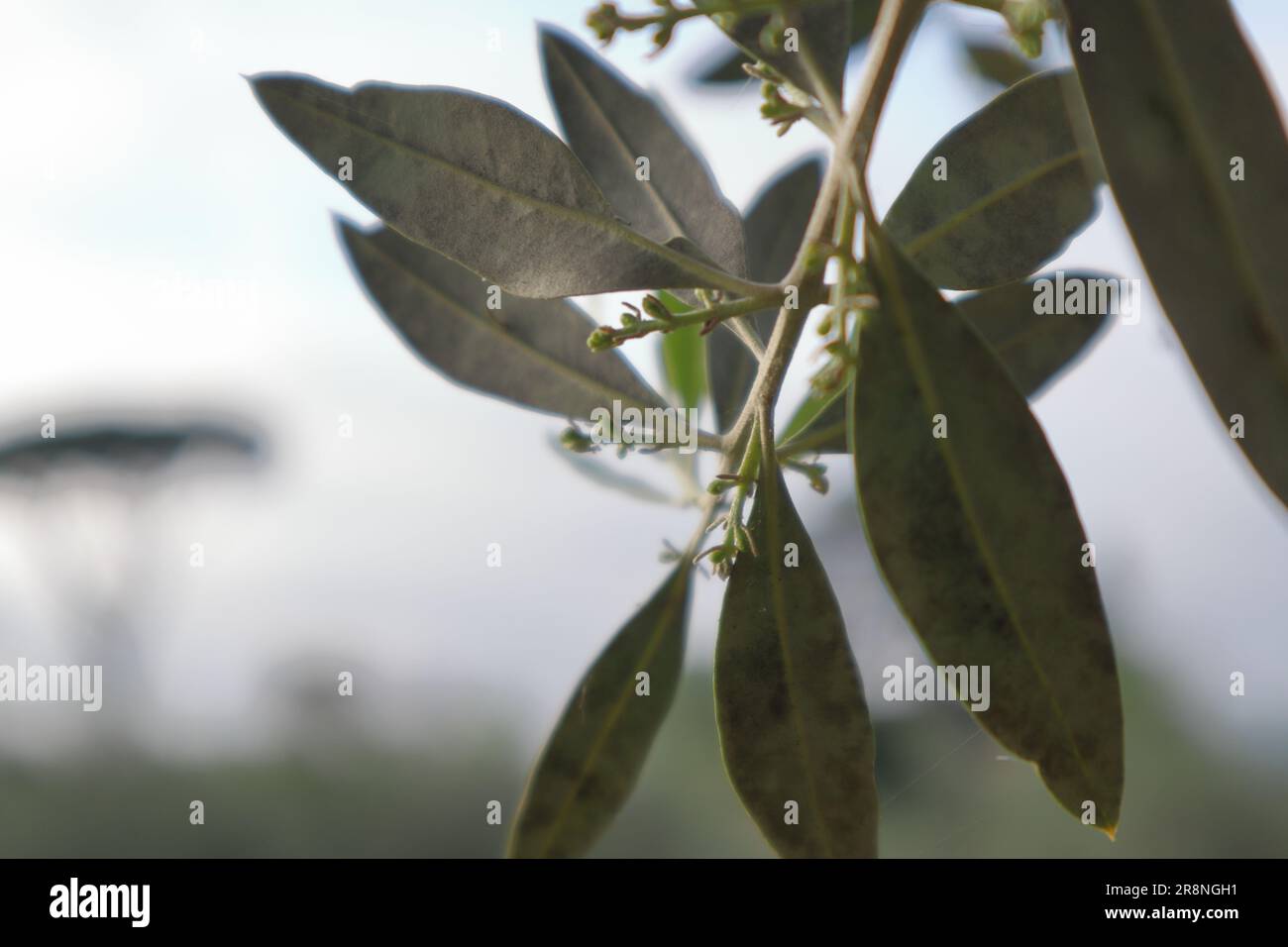 Ramo di ulivo, con germogli e foglie di argenteo. Foto Stock