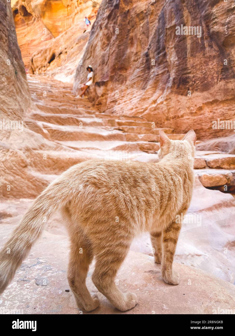 Bellissimo gatto zenzero curioso sulle scale guardare intorno da turisti a Petra. Cultura giordana e animali domestici Foto Stock