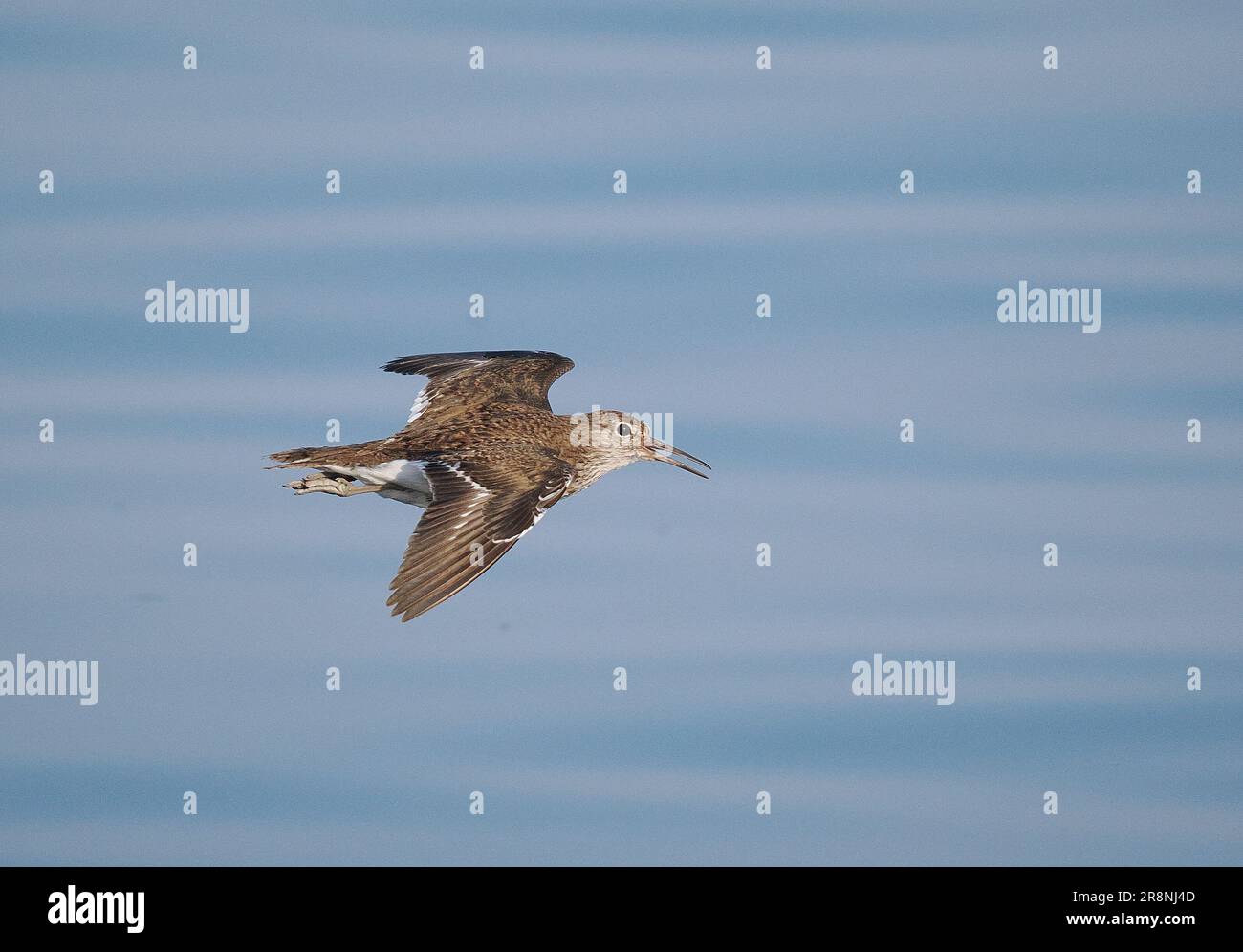 I sandpiper comuni sono un po' nervosi, ma usando un'auto come nascondiglio mobile si possono ottenere incontri ravvicinati. Foto Stock