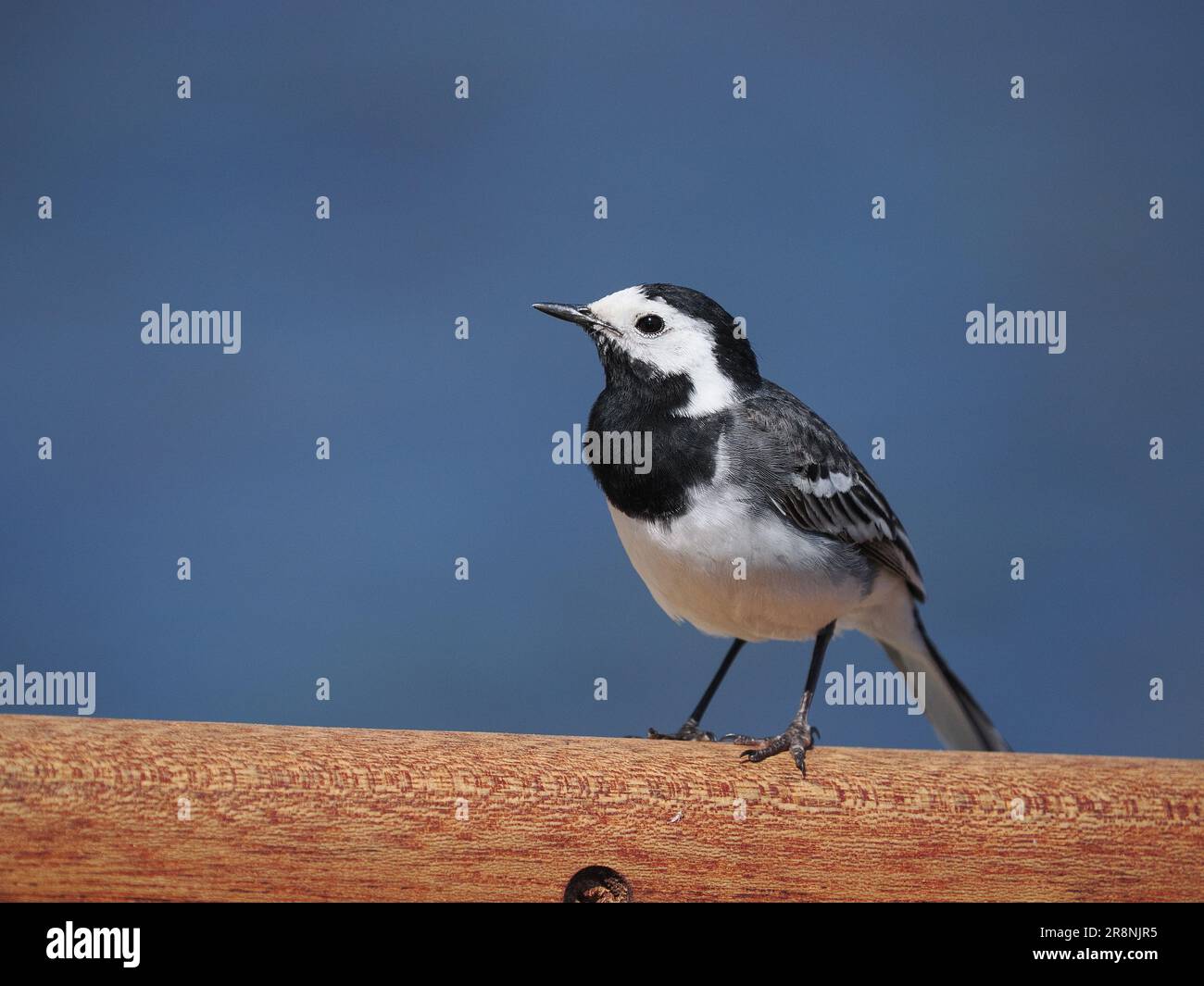 Pied wagtail è la wagtail in bianco e nero residente nel Regno Unito, fotografata qui a giugno negli altopiani scozzesi. Foto Stock