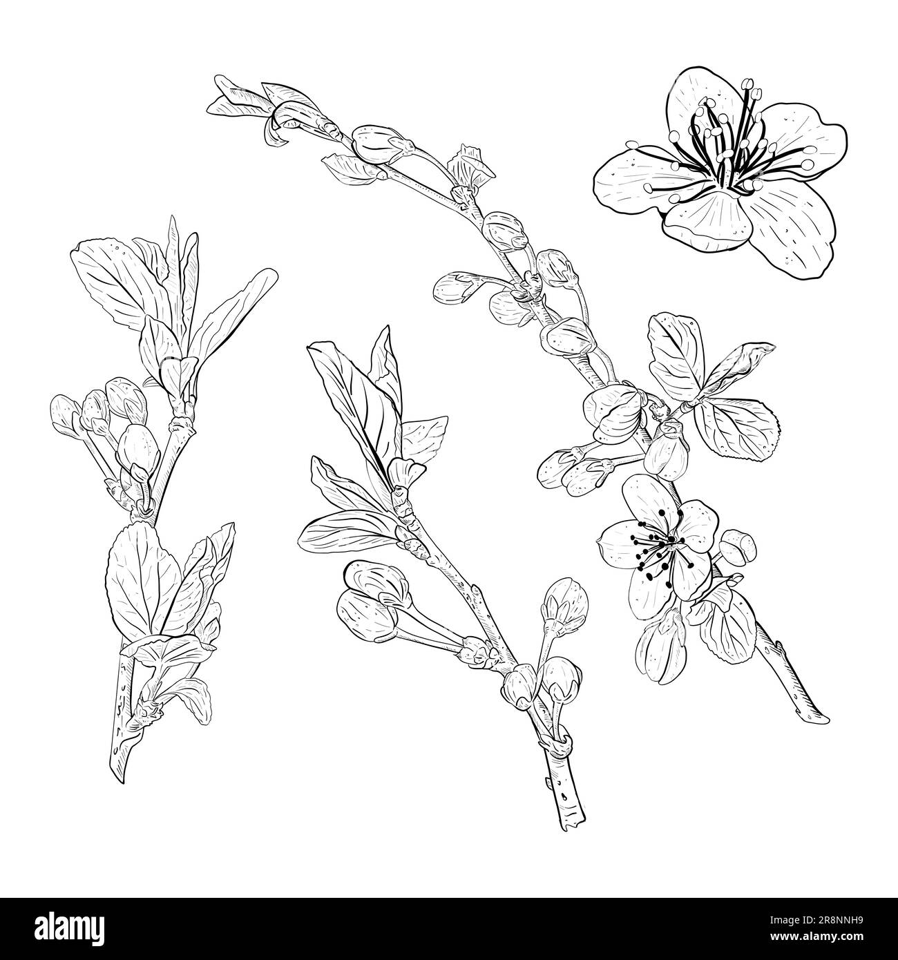 Illustrazione vettoriale insieme di rami fioriti e fiori di ciliegia, sakura, mela, prugna, ciliegia selvatica, ciliegio di uccello. Contorno nero realistico di Illustrazione Vettoriale