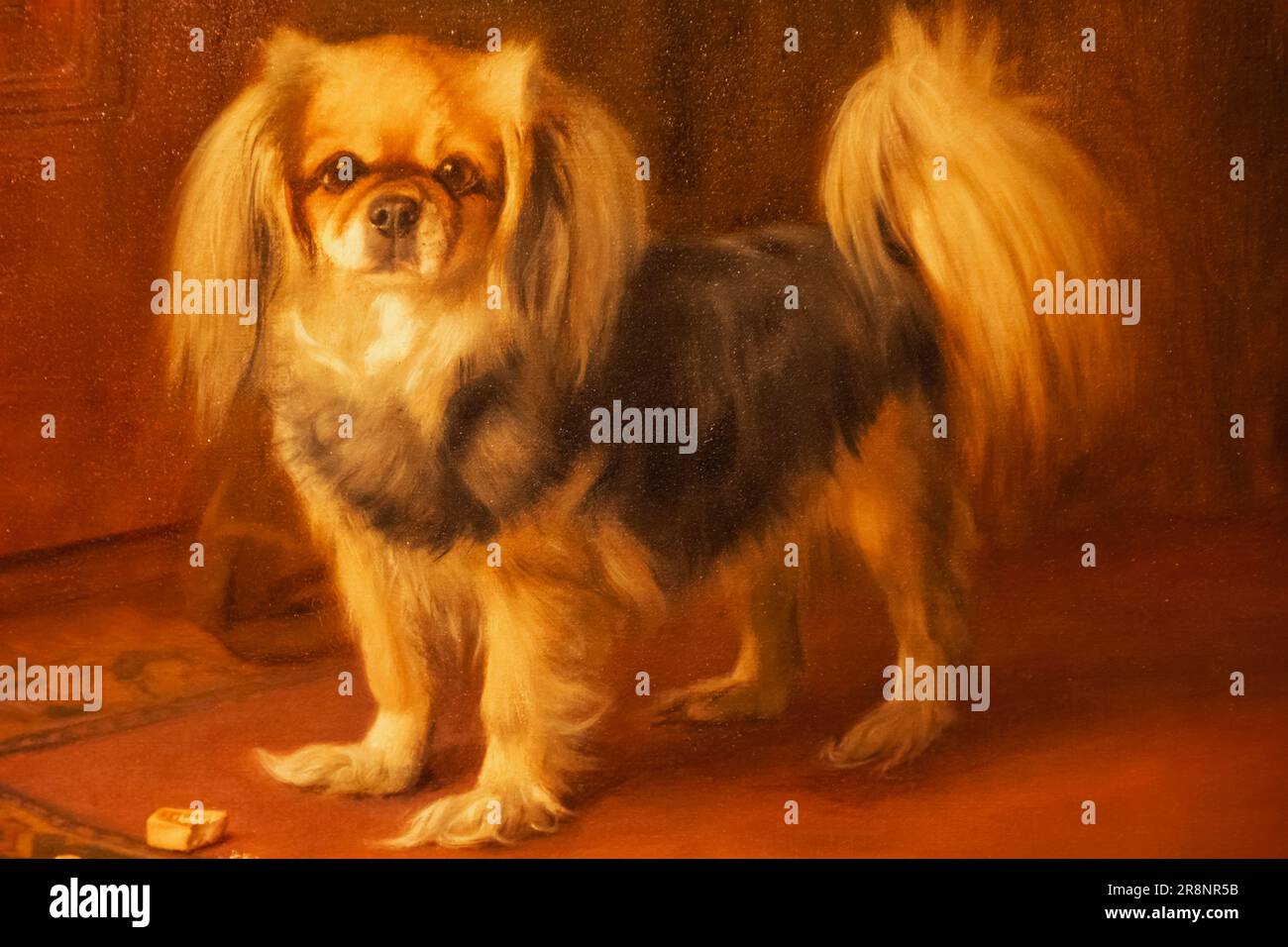 Ritratto di un cane pekinese aka pekinnese di Arthur John Elsley datato 1917 Foto Stock
