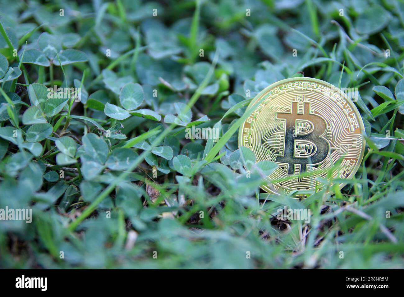 Bitcoin moneta in oro, mano tenere bitcoin nel parco e sfondo naturale Foto Stock