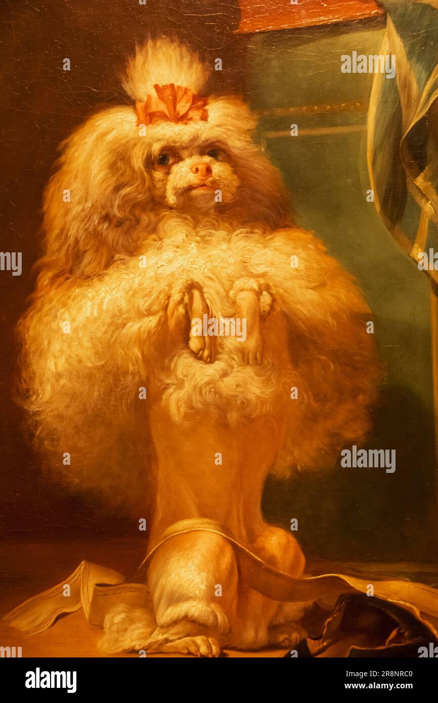 Ritratto di un cane Havanese di Jean-Jacques Bachelier datato 1768 Foto Stock
