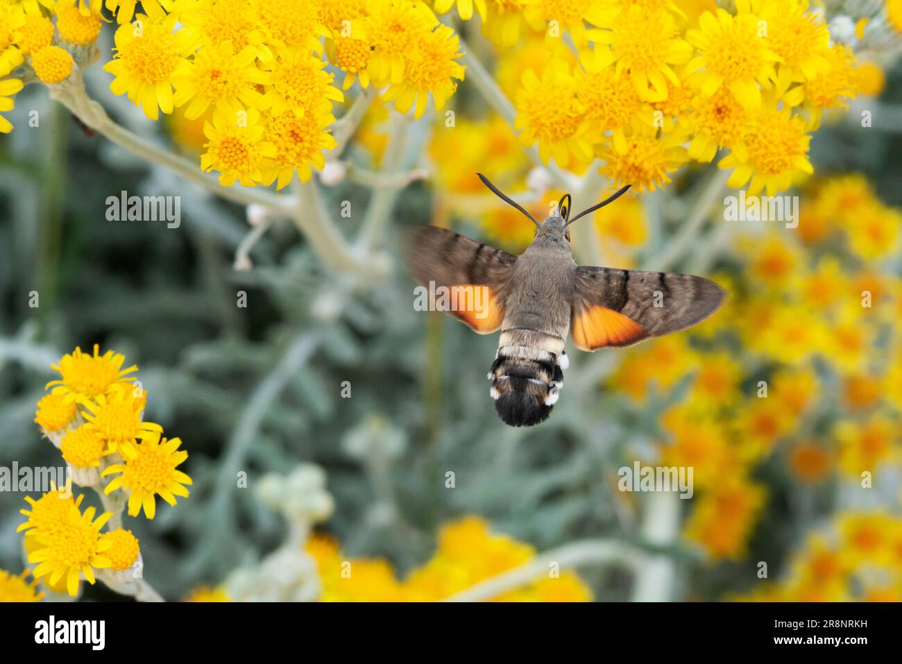 Italia, Lombardia, Hummingbird Hawkmoth, Macroglossum stellatarum Foto Stock