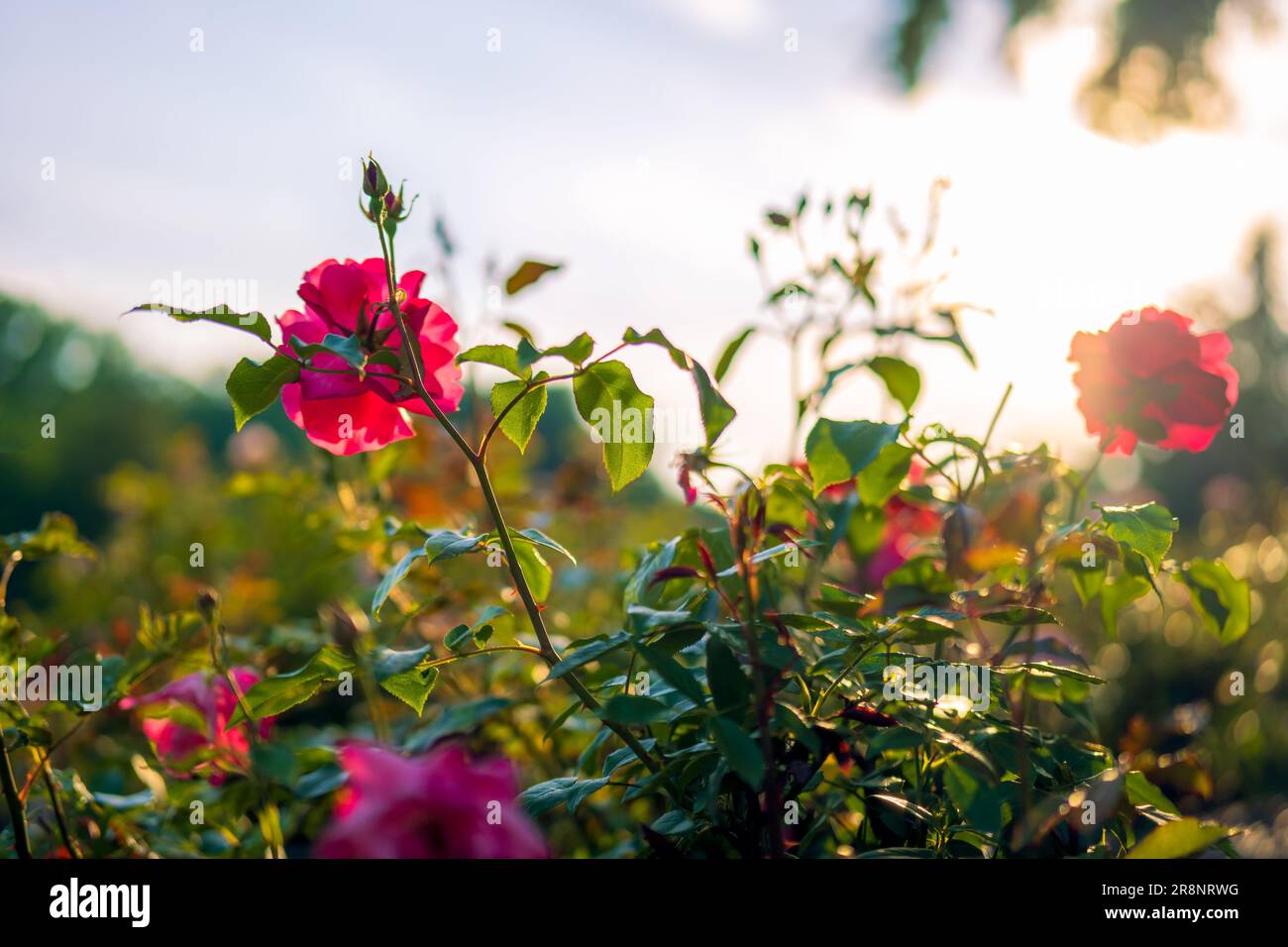 Belle rose rosa in un giardino di rose illuminato dal sole di tramonto Foto Stock