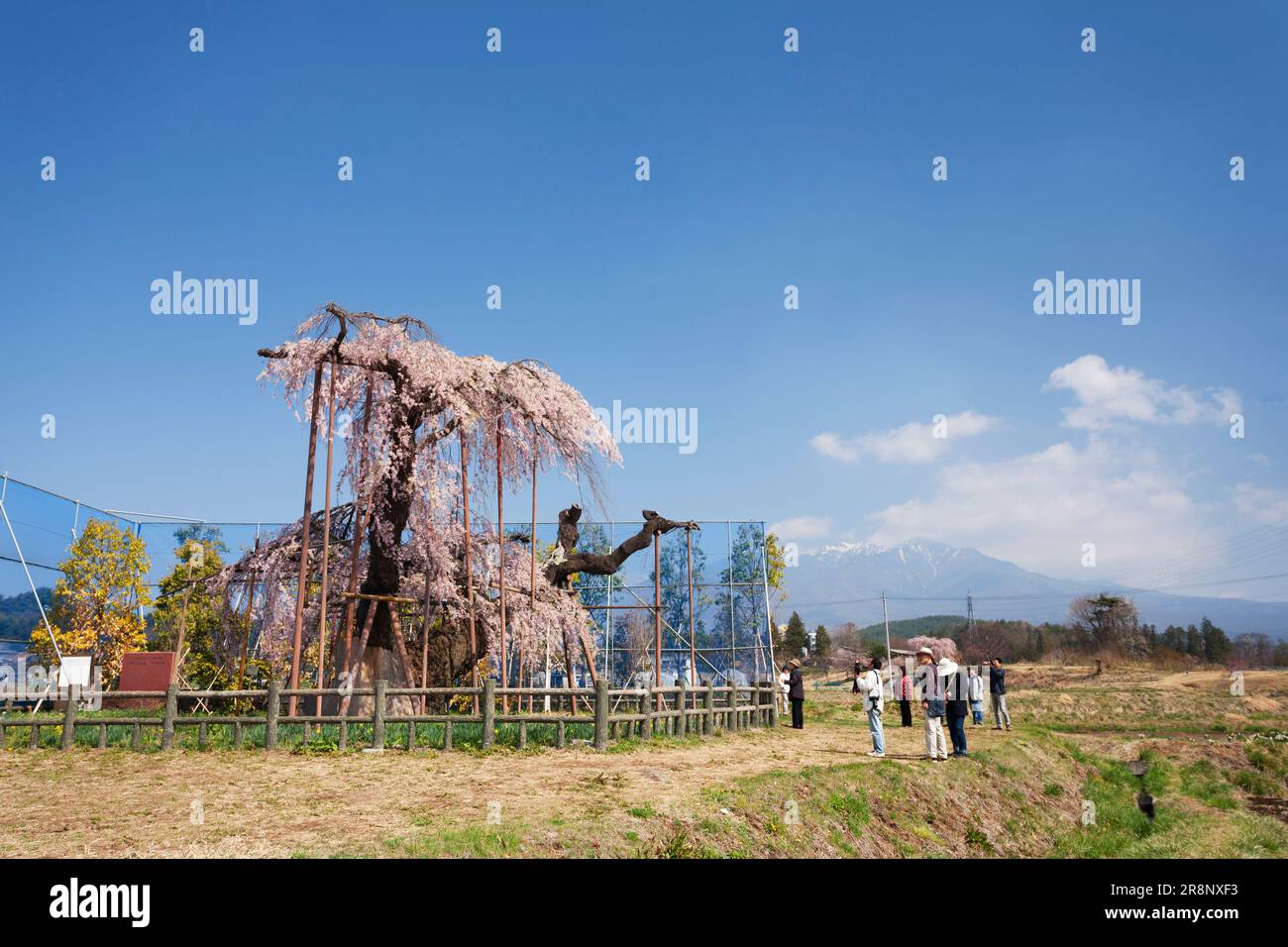 Grande itozakura di Kanda e Yatsugatake Foto Stock