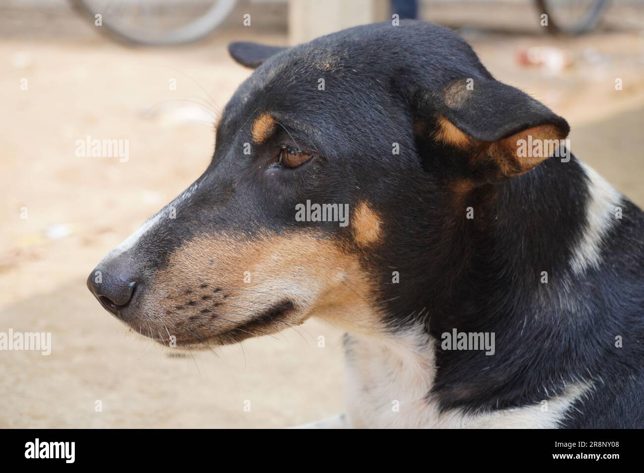 Scettico triste collie di confine che pensa ai cani e non sa cosa fare nel parco sembra depresso. Senzatetto cane astuto occhi tristi che pensano - guarda lato. Collie Dog sa Foto Stock