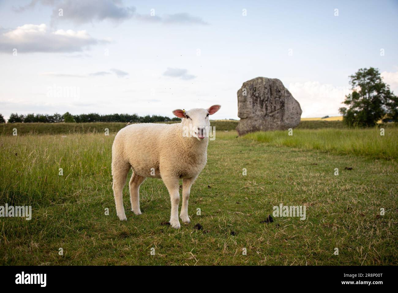 Avebury, Regno Unito. 20 giugno 2023. Pecore ad Avebury Henge, il più grande cerchio di pietre in Gran Bretagna la sera prima del solstizio d'estate. Credito: Kiki StRe Foto Stock