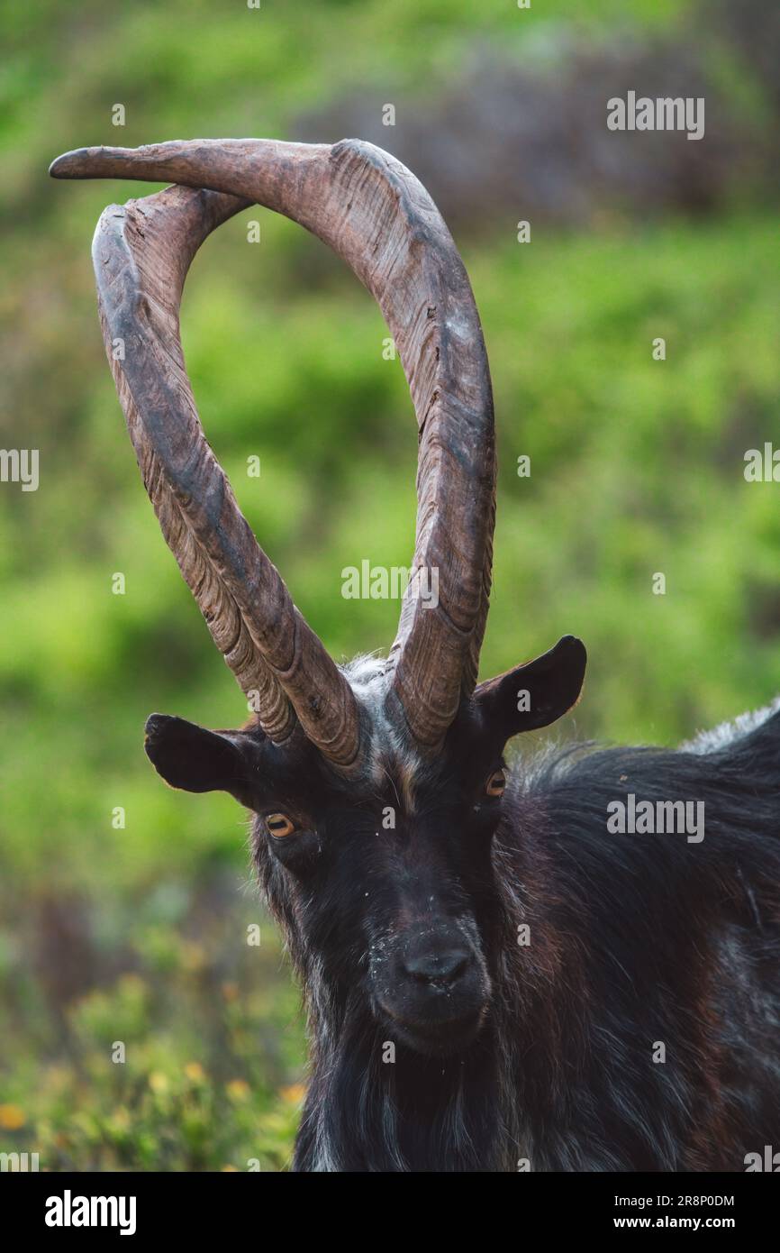 un ritratto di un vecchio buck di capra speciale con lunghe corna incrociate su un prato di montagna verde in una giornata estiva Foto Stock