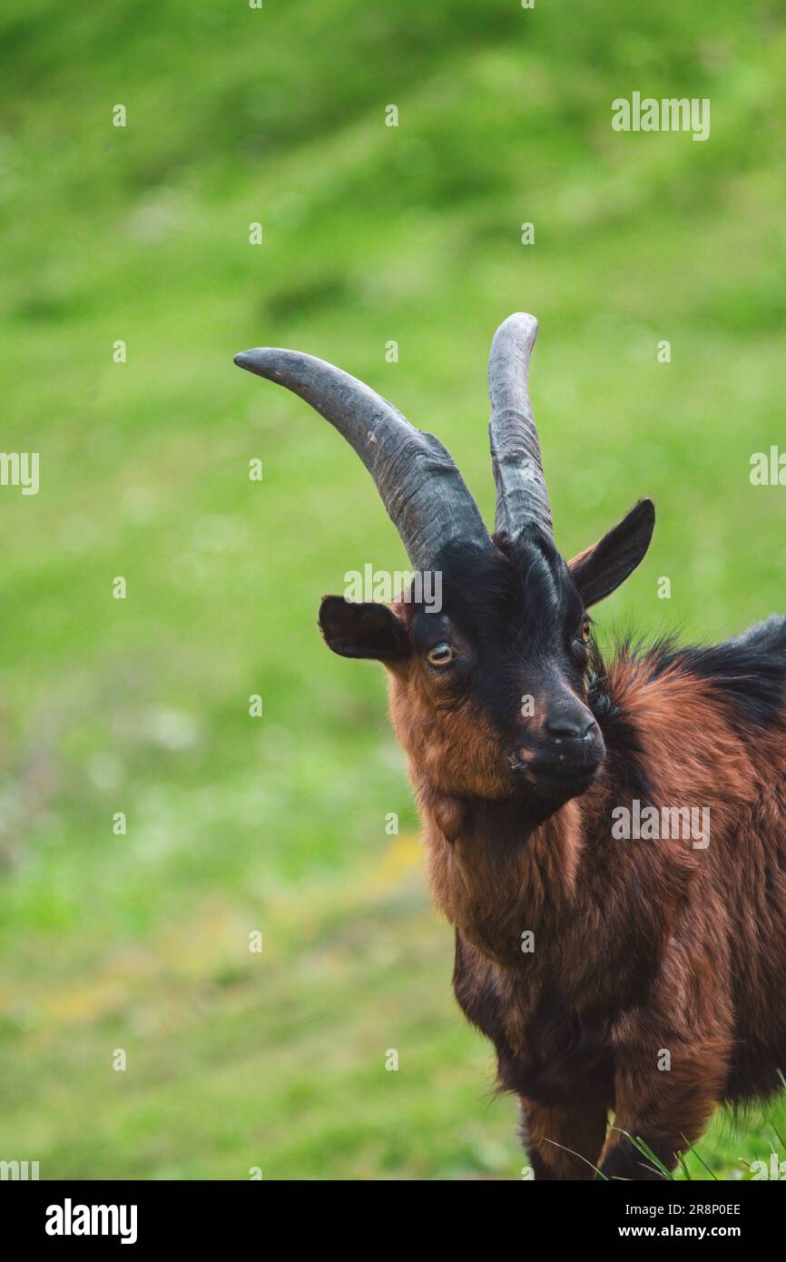 un ritratto di un giovane buck di capra marrone-nero sul verde prato di montagna in una giornata estiva Foto Stock